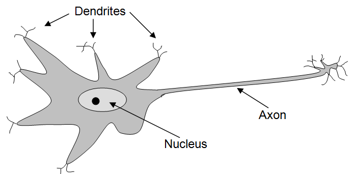 Illustration of a brain cell (neuron)